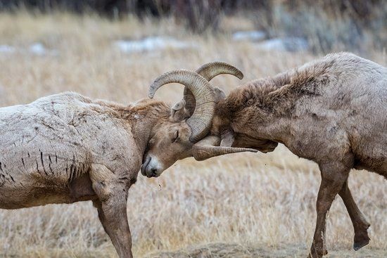 National Bighorn Sheep Interpretive Center